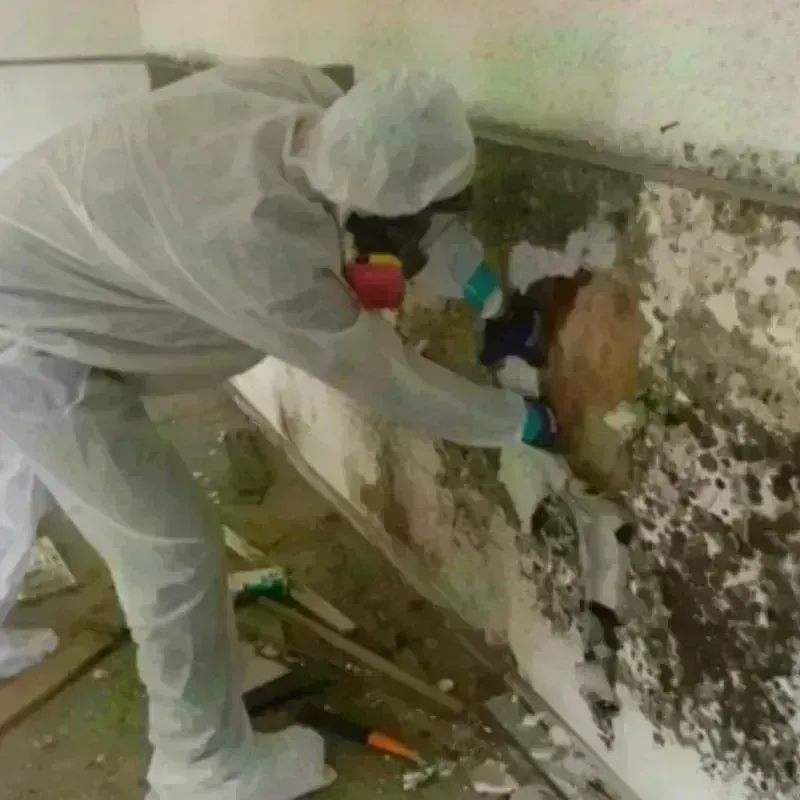 Mold Remediation and Removal in Leander, TX